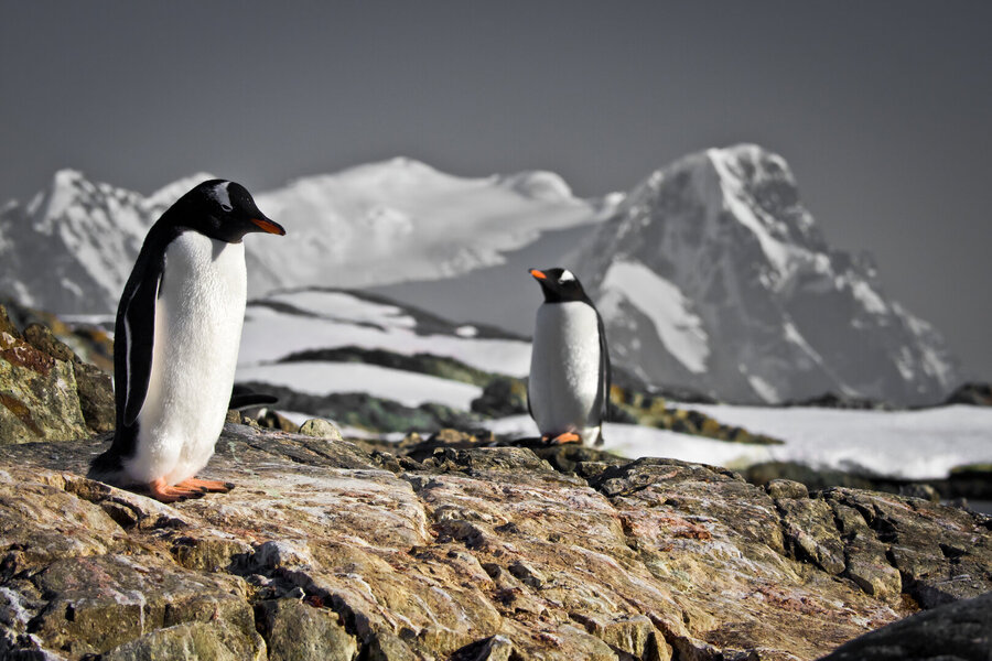Two penguins dreaming